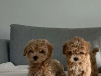 Kore Maltipoo Efsanesi