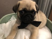 İki dişi ve bir erkek üst kalite pug mops bebekler