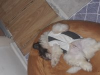 yavru şitsu köpeği