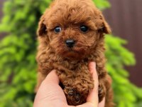Toy Poodle Puppy