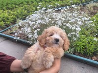 2 Aylık Maltipoo