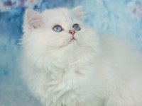 Kar gibi silver british longhair