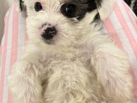 En küçük morkie bebekleri