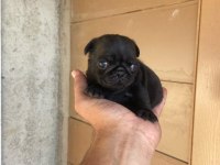 A kalite yavrular pug