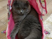 1 yaşında erkek eğitimli safkan scottish fold