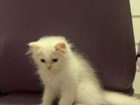 Safkan British Longhair
