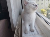 Goldenpoint Shorthair 2 Aylık Dişi Uyguna Ankara