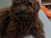 Toy poodle dişi yavru 7 aylık