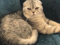 Ücretsiz kısırlaşma şartı ile scottish fold sahiplendirme