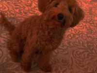 Toy poodle 6 aylık dişi her şeyi tam ilgilenenler
