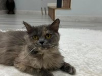 Sevecen Cins Ev Kedisi Ücretsiz