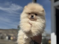 Tea cup pomeranian  yavrular ziyarete açık
