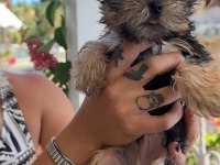TEACUP dişi yorkshire terrier