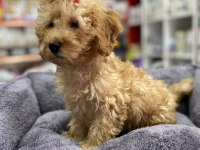 Secereli Red Brown Babadan Toy Poodle yavrumuz