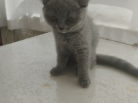 Yavru 2 aylık scottish fold kedimiz