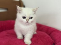 Profesyonel ruhsatlı çiftlikden british shorthair yavrular