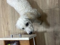 Yedi aylık bütün aşıları tam maltipoo