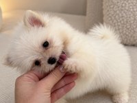 BİBLO POMERANİAN BOO MİNİ BOY