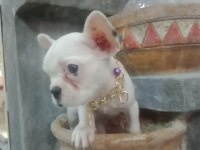 French bulldog köpeğimiz