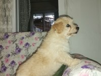 3 aylık erkek terrier sahibinden sahiplendiriyoruz
