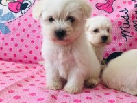 Maltese terrier 45 günlük bebekler