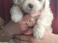 Son dişi köpeğimiz menemen