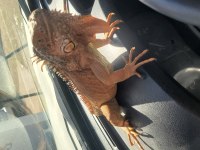 Kırmızı iguana çipli
