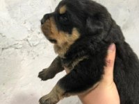 A Kalite Rottweiler