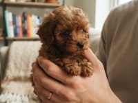 Toy Poodle Köpeği