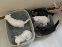 2 aylık yavrularımız sahiplendirilecek