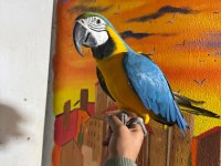 Macaw kuşumuz full evcil