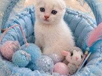 British Shorthair Scottish Bebişlerim