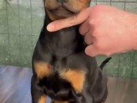European Doberman Hyper Type Üst Düzey Dişi Yavrular