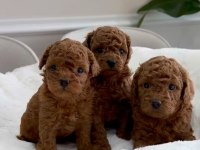 Bina yaşantısına uyumlu wc eğitimli toy poodle