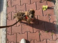 3 aylık maltipoo