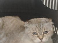 British longhair kedisi