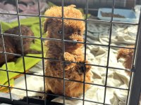 RED BROWN KORE TOY POODLE YAVRULARIMIZ