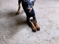Varsa daha iyi doberman o da annesi