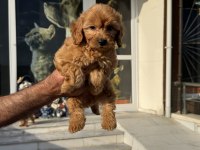 Yasal ruhsatlı çiftlikde ziyarete açık maltipoo 