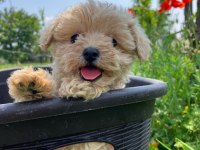 IRK GARANTİLİ MALTİPOO YAVRULARI