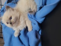 Himalayan cinsi kedimiz