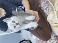 British shorthair 2 aylık