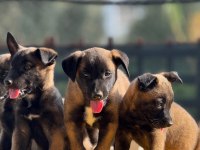 Muhteşem Belçika Malinois yavrularımız