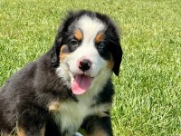 Bernese Yavruları Sağlık ve Irk Garantili