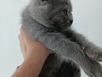 Scottish fold gri kedimiz