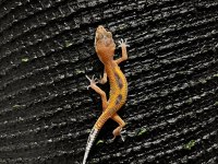 Leopard gecko