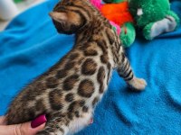Bengal kittens WCF pedigre