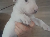 Snoopy dog resmen çok tatlı bull terrier