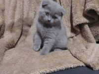 50 Günlük Dişi Scottish Fold