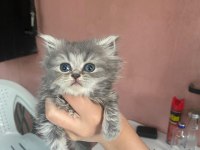 SAFKAN BLUE POİNT BRİTİSH SHORTHAİR YAVRULARIMIZ (SON 4)